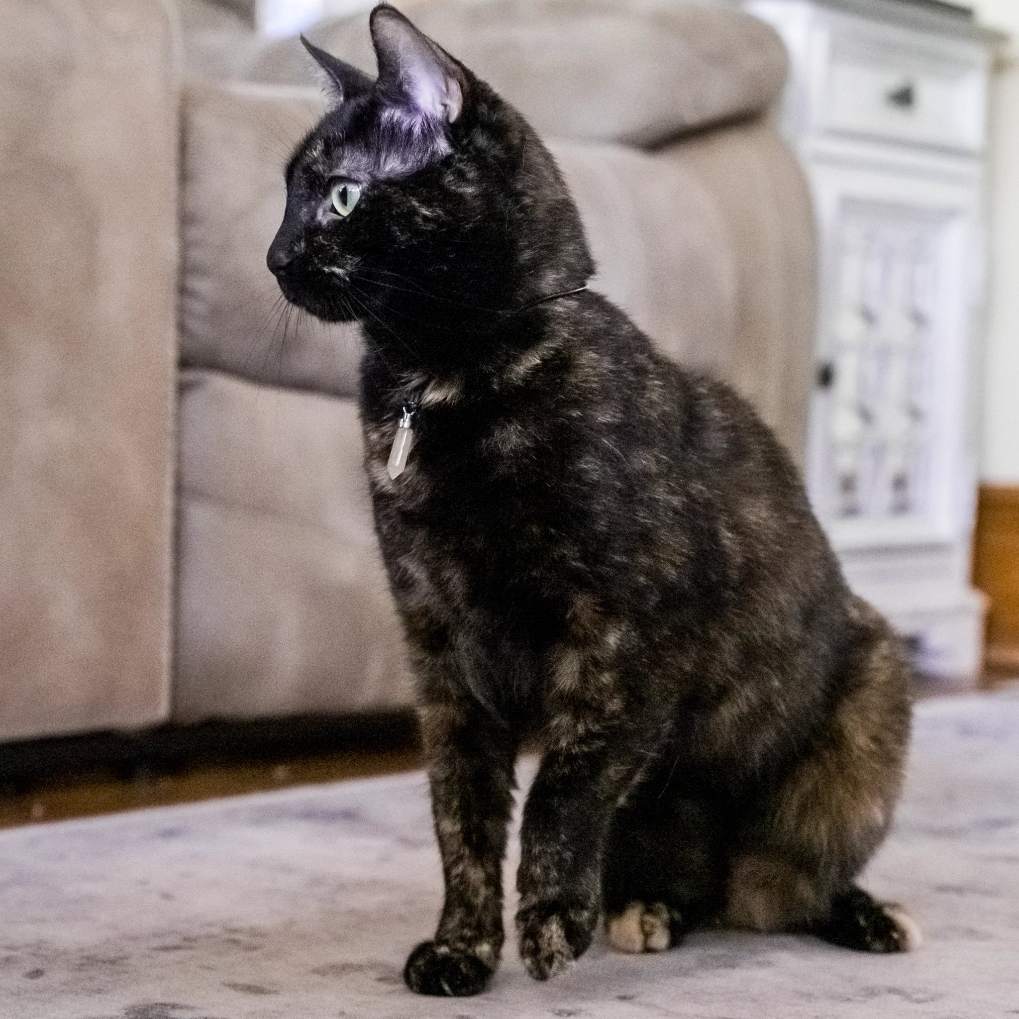 Tortoiseshell cat sitting while wearing citrine joy pendant