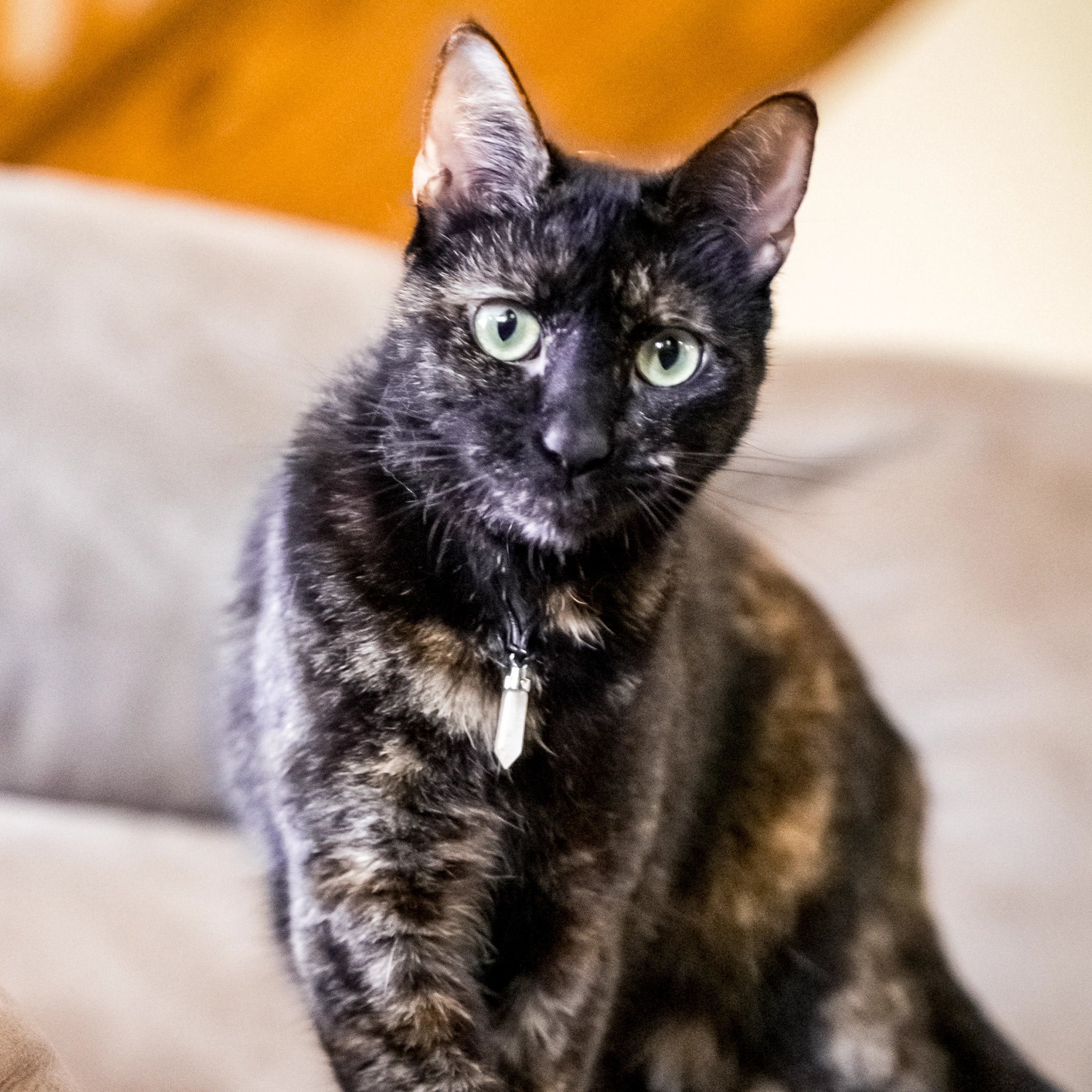 Tortoiseshell cat wearing citrine joy pendant