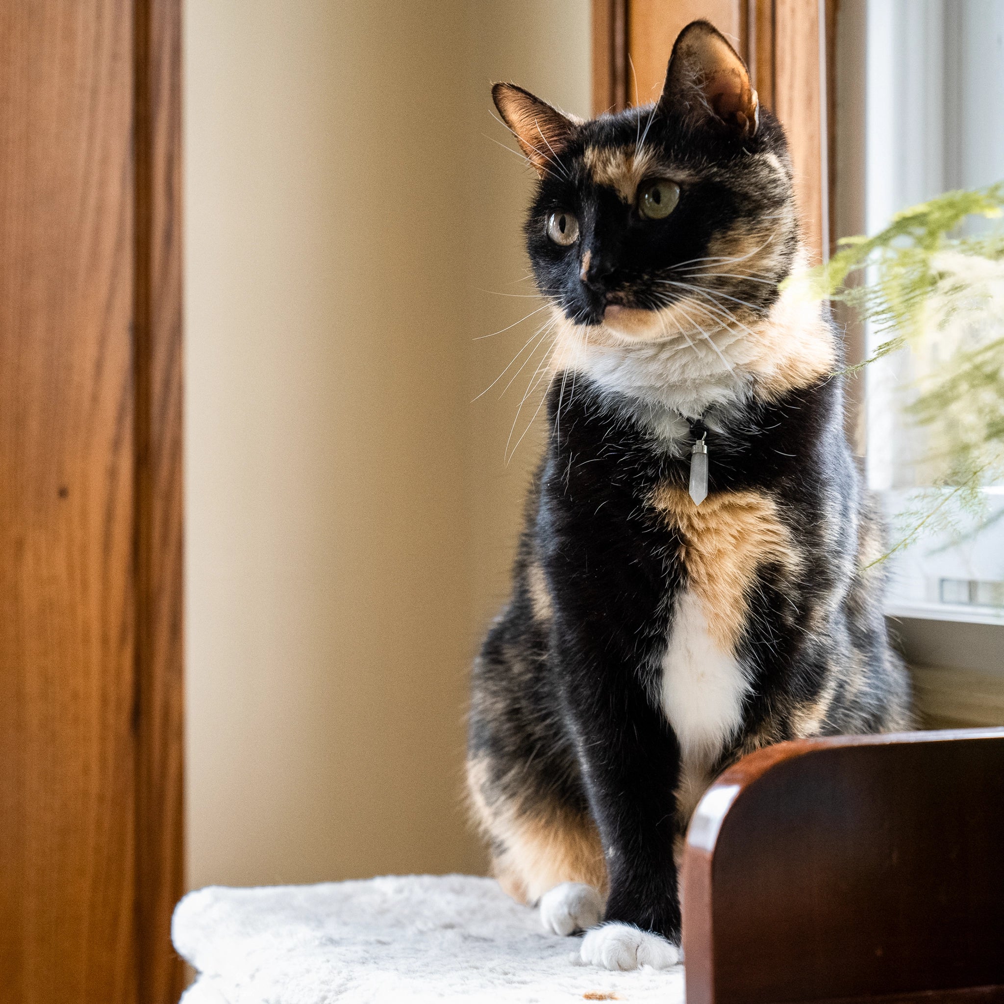 Calico cat sitting by window wearing clear quartz clarity pendant