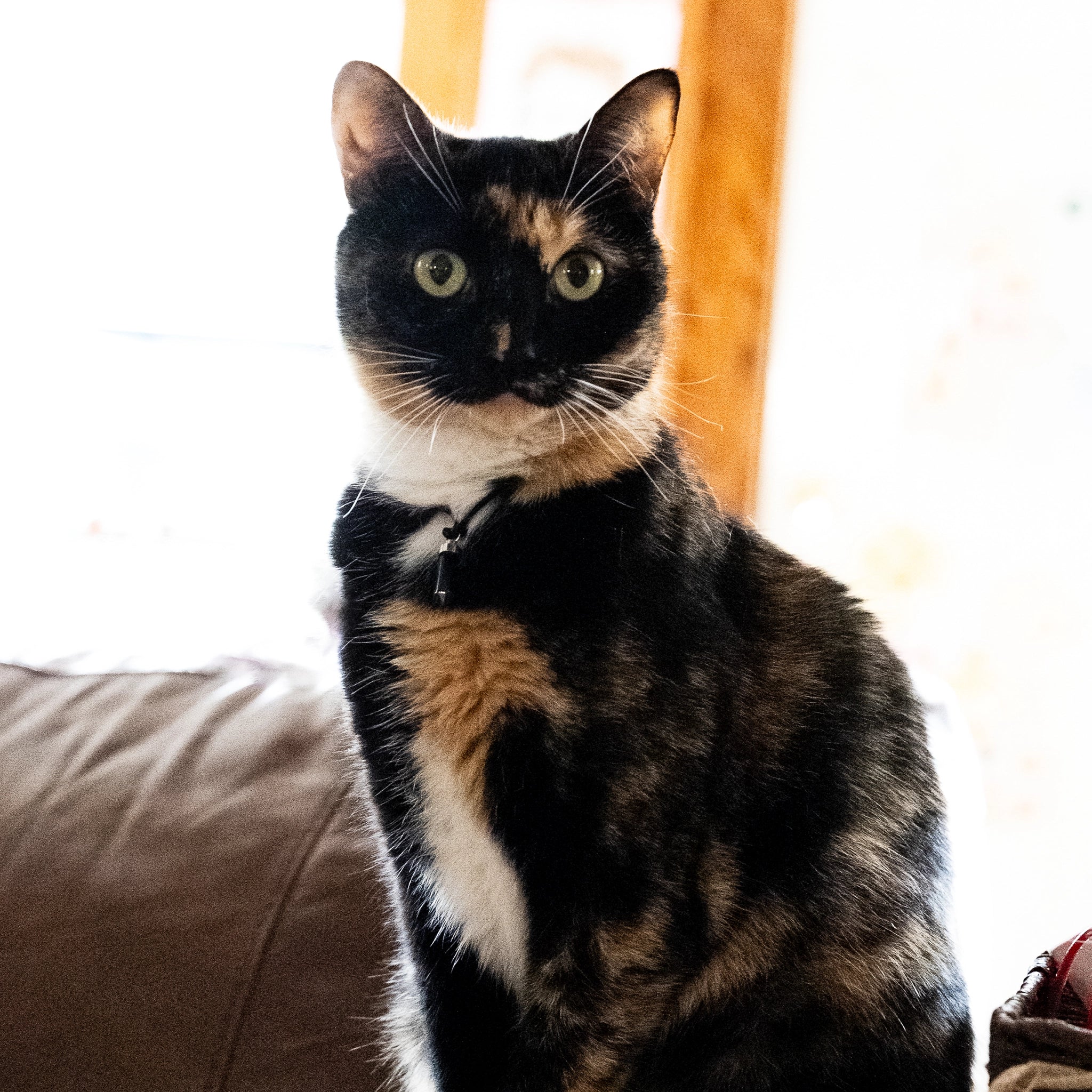 Calico cat wearing obsidian protection pendant