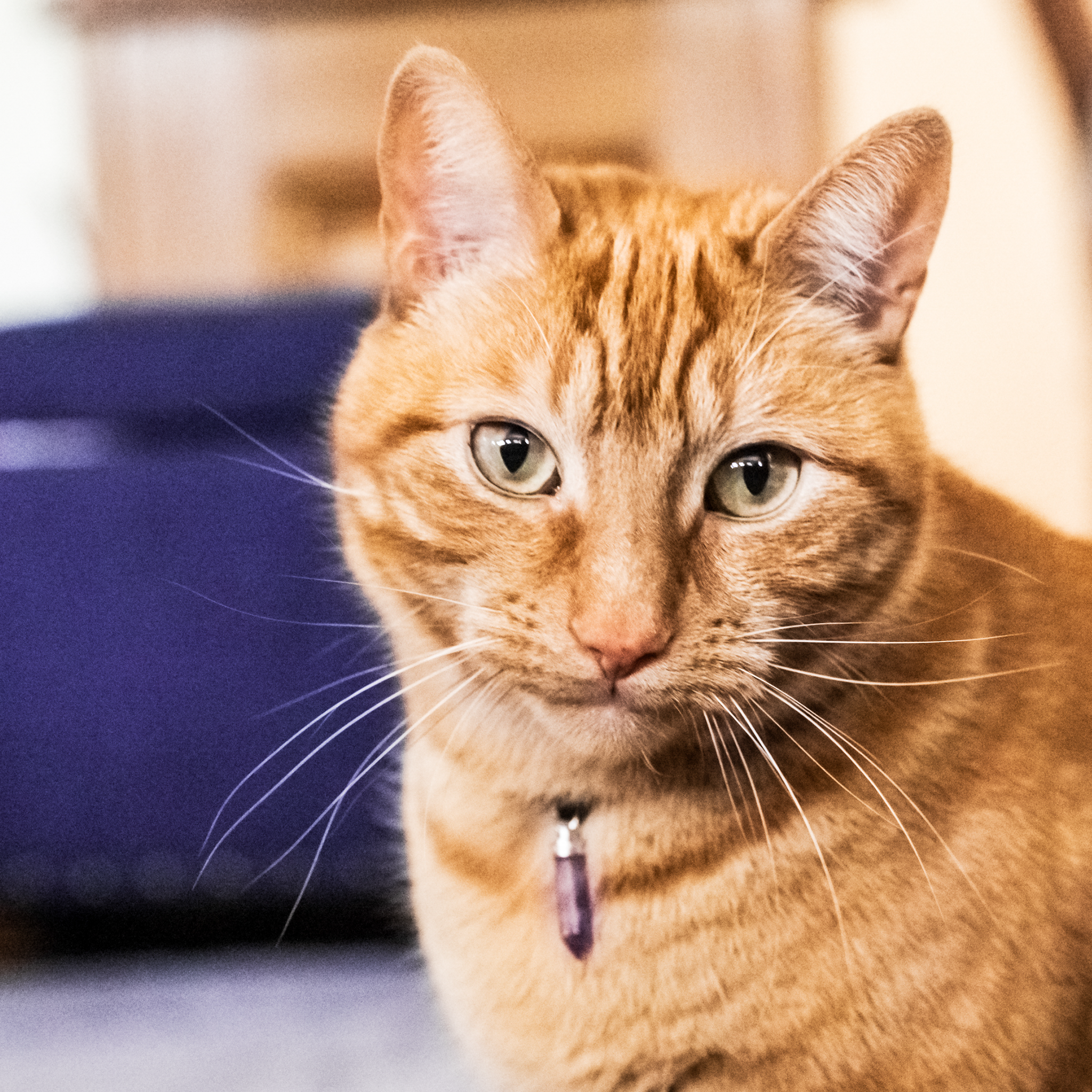 Orange tabby cat wearing amethyst calm pendant