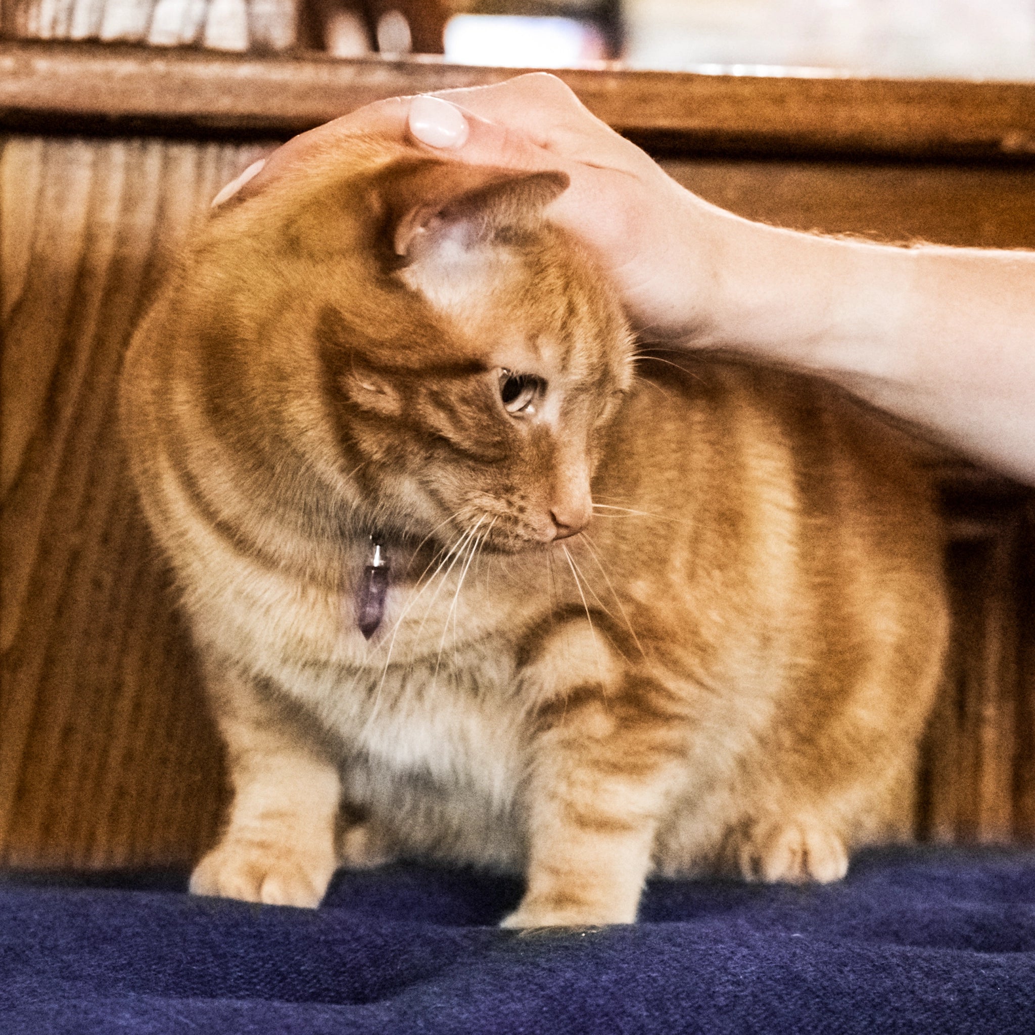 Orange tabby cat wearing amethyst calm pendant while being petted