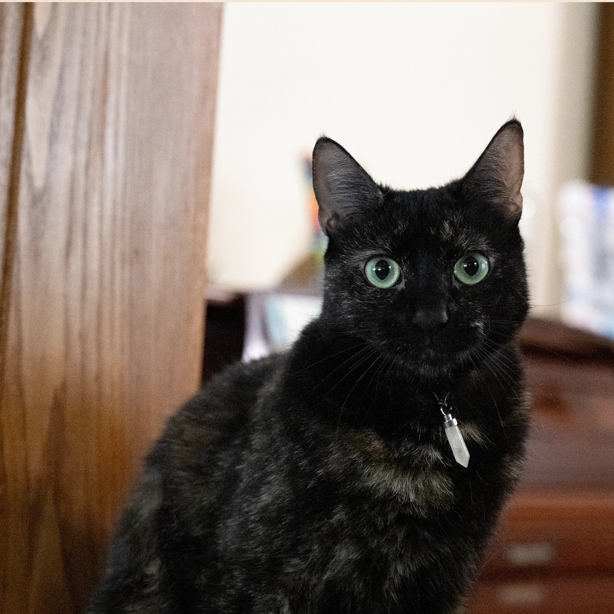 Black cat wearing clear quartz clarity pendant