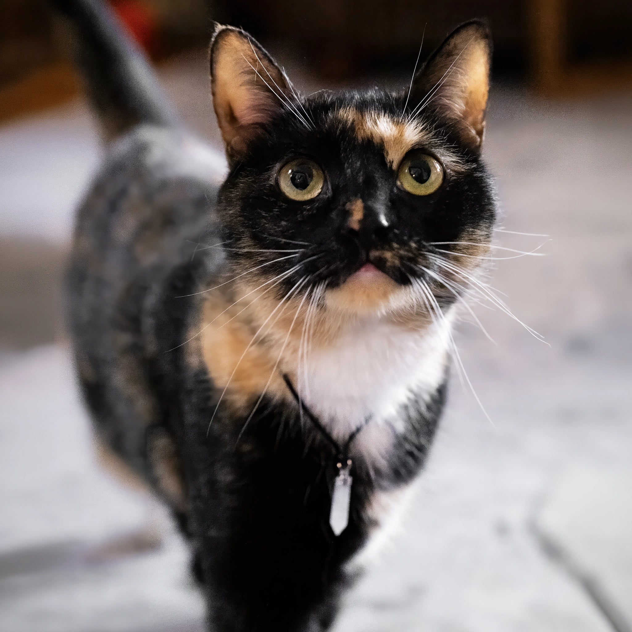 Tortoiseshell cat wearing crystal pendant from complete ritual set