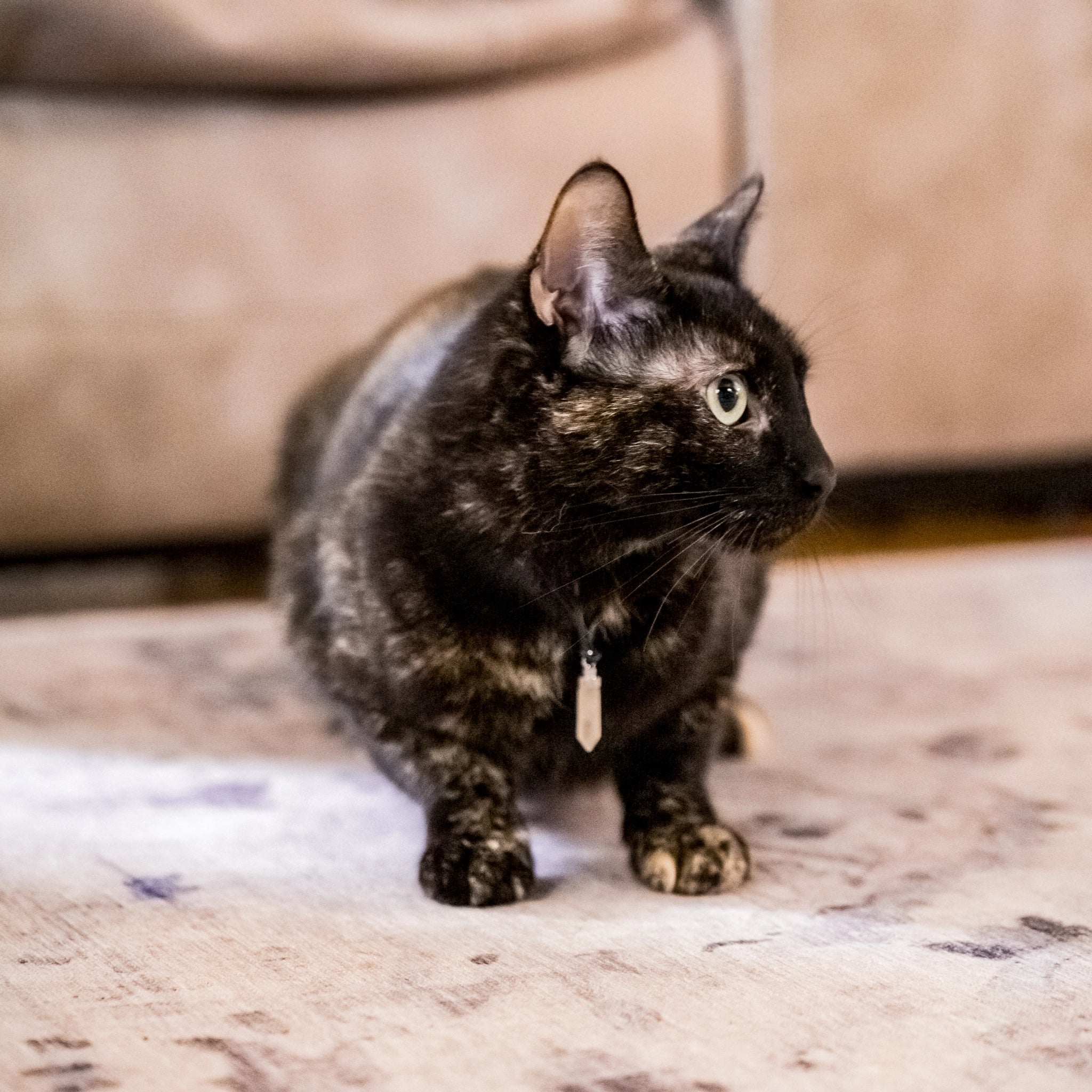 Tortoiseshell cat stalking while wearing crystal wellness pendant