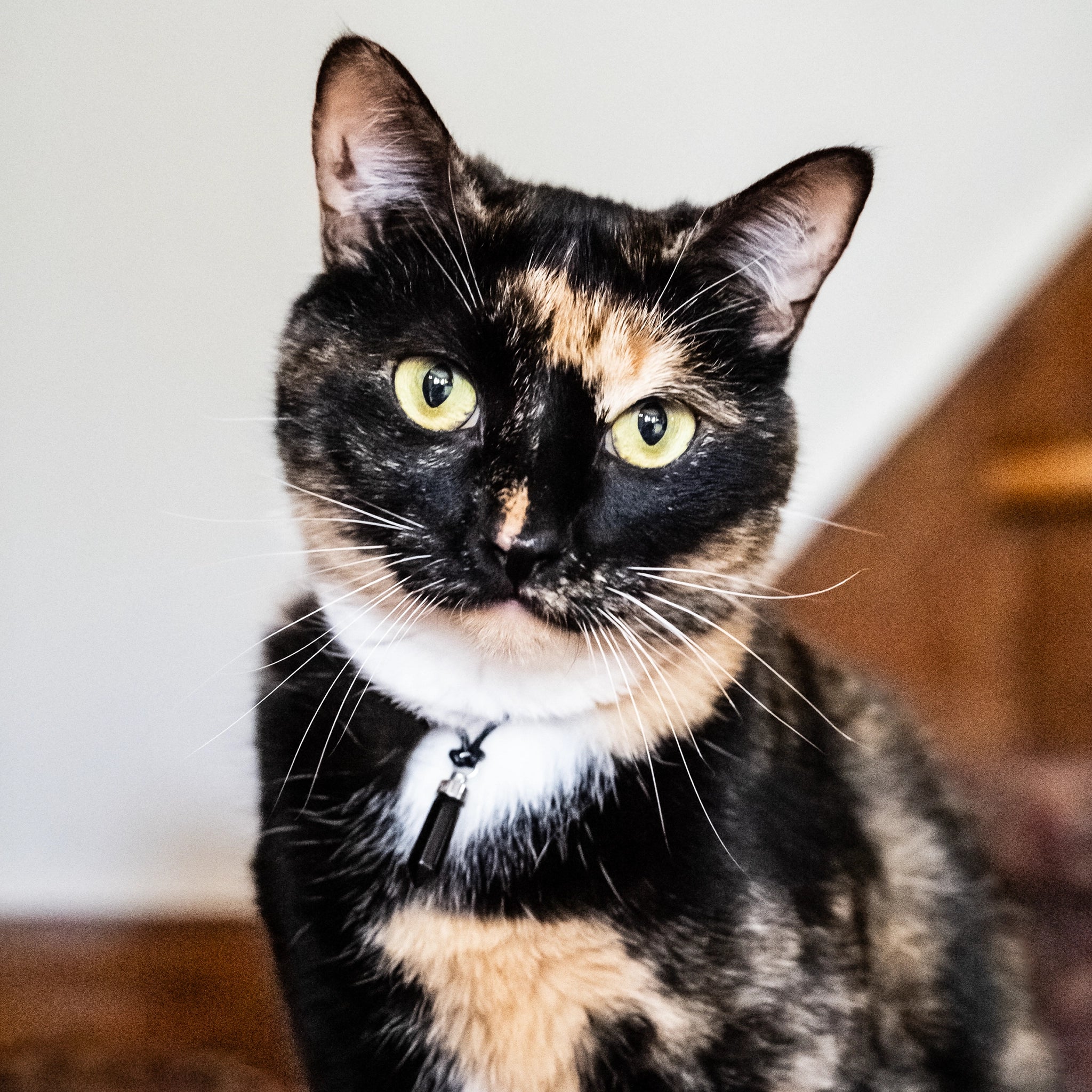 Calico cat wearing obsidian protection pendant