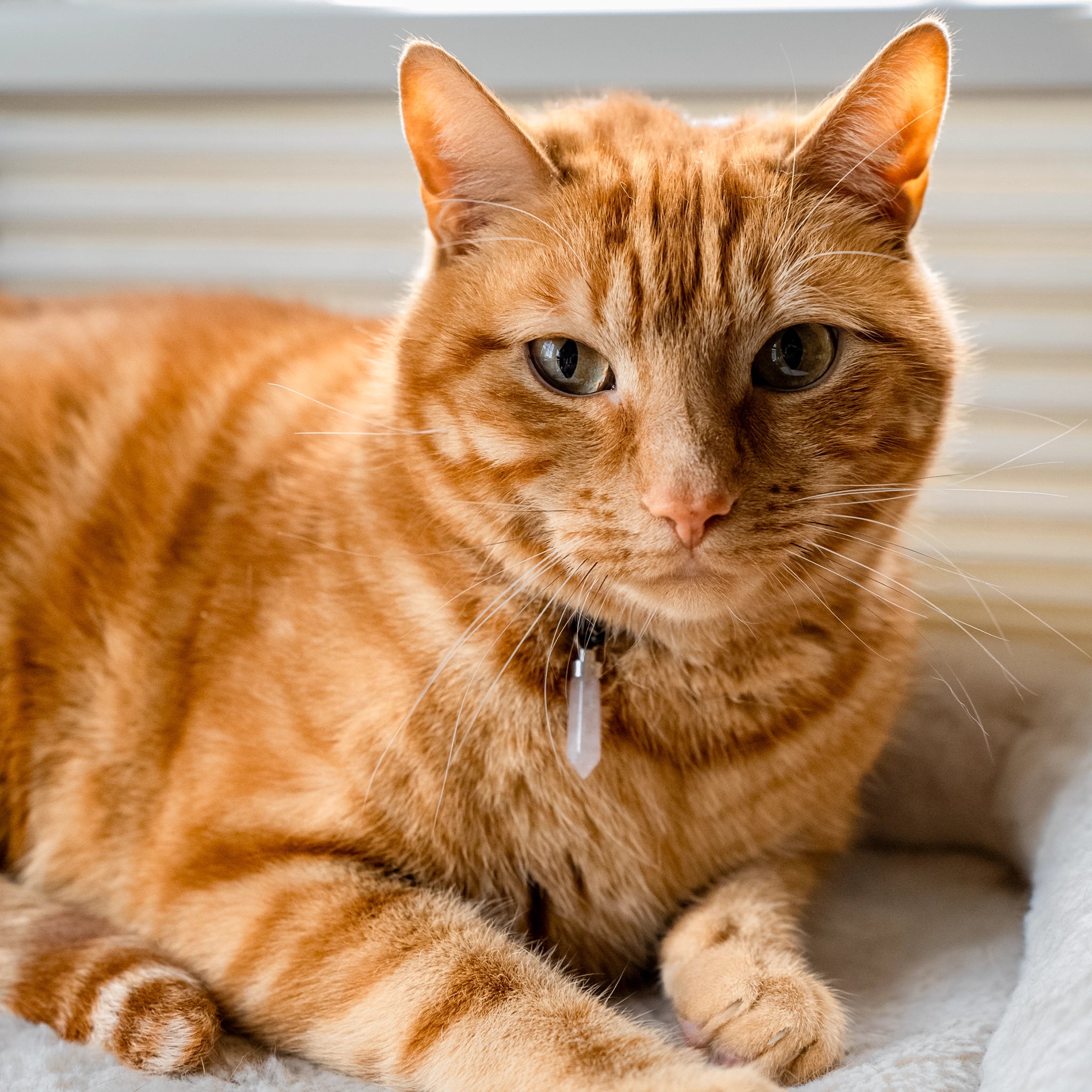 Orange tabby cat lounging while wearing rose quartz love pendant
