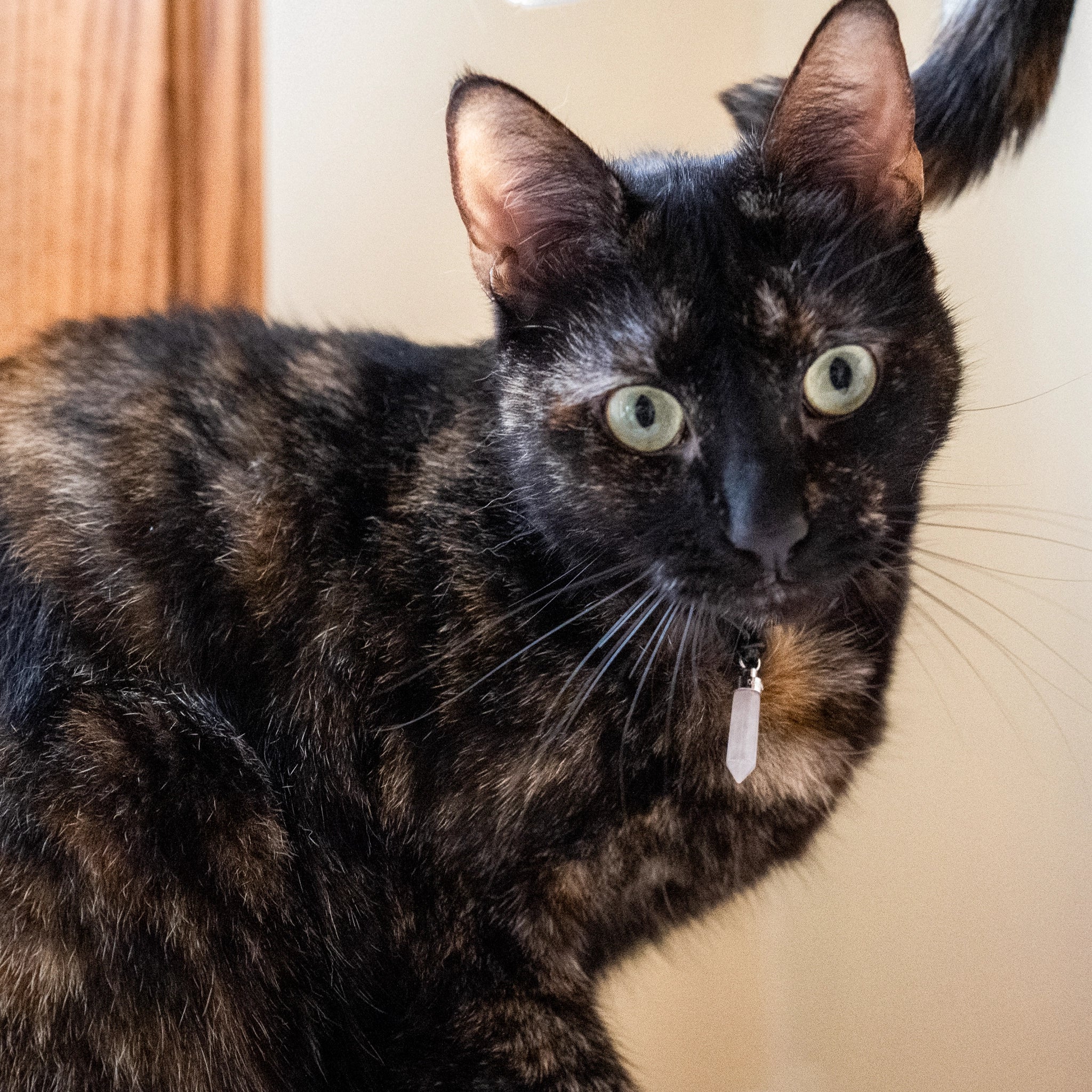 Tortoiseshell cat wearing rose quartz love pendant