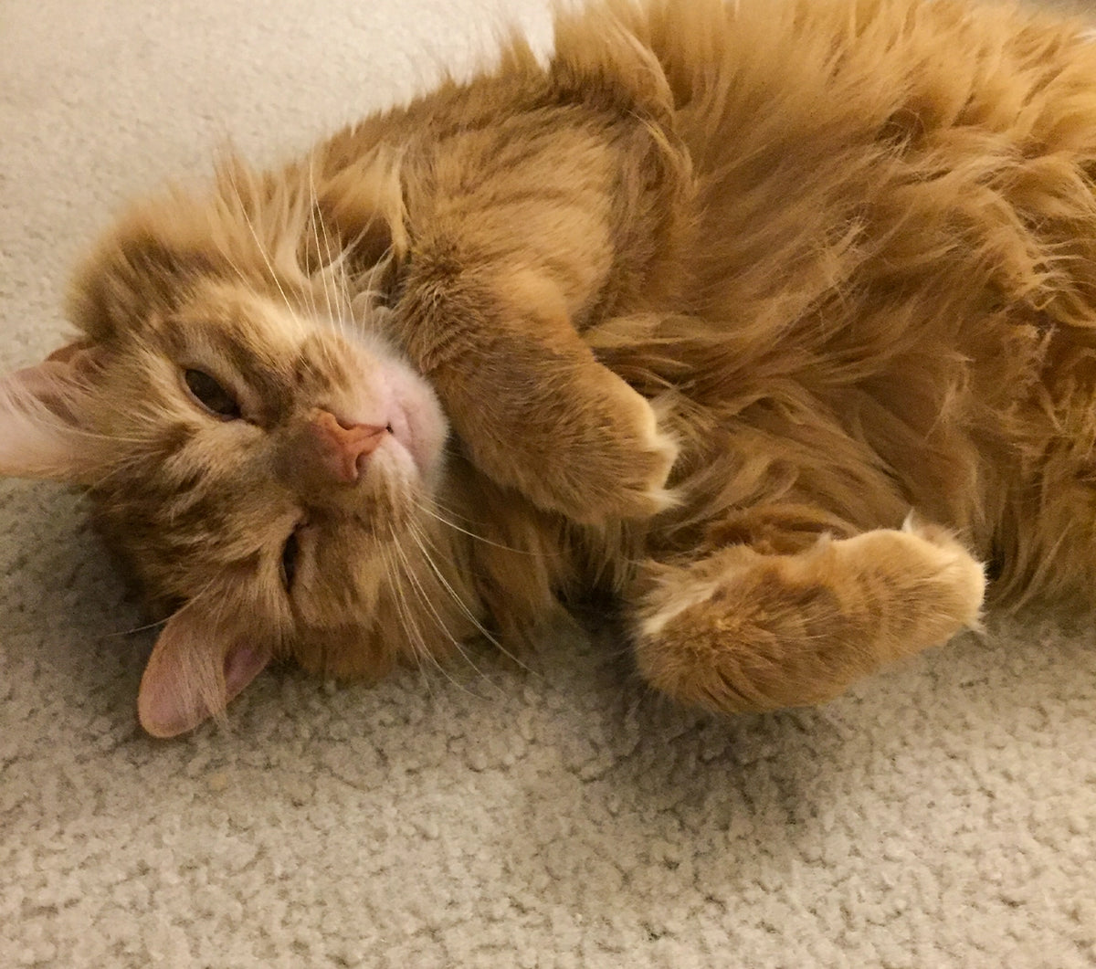 Fluffy orange tabby cat rolling on its back on carpet