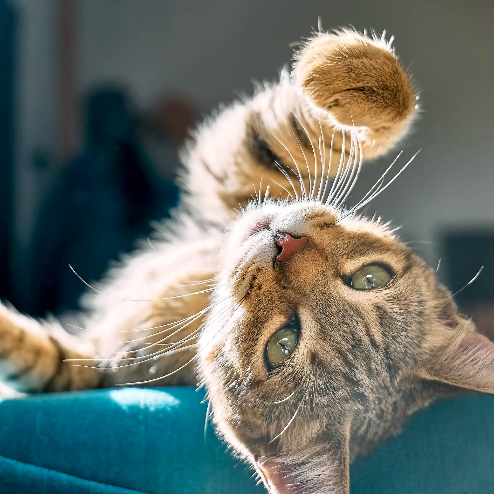 The Love Pendant | Rose Quartz