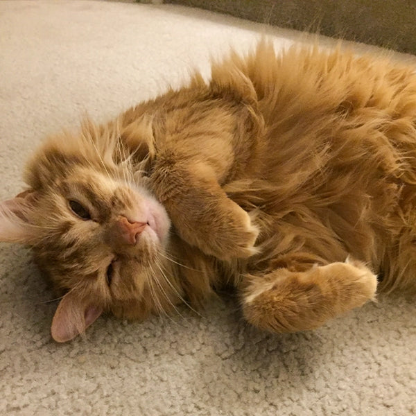 Fluffy orange tabby cat rolling on its back on carpet