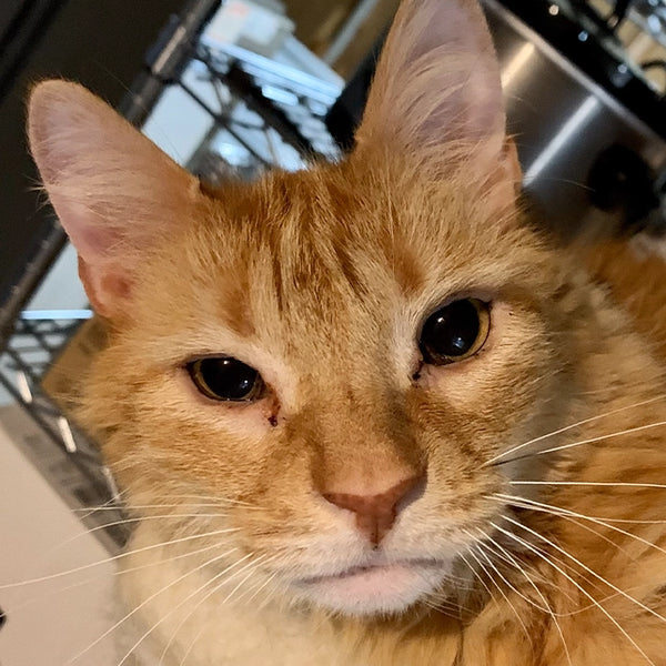 Close-up of orange tabby cat's face