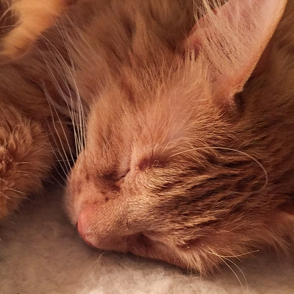 Orange tabby cat sleeping with eyes closed, close-up