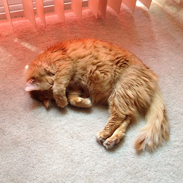 Orange tabby cat napping on carpet in warm sunlight