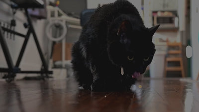 Black cat wearing citrine crystal pendant moving around and eating
